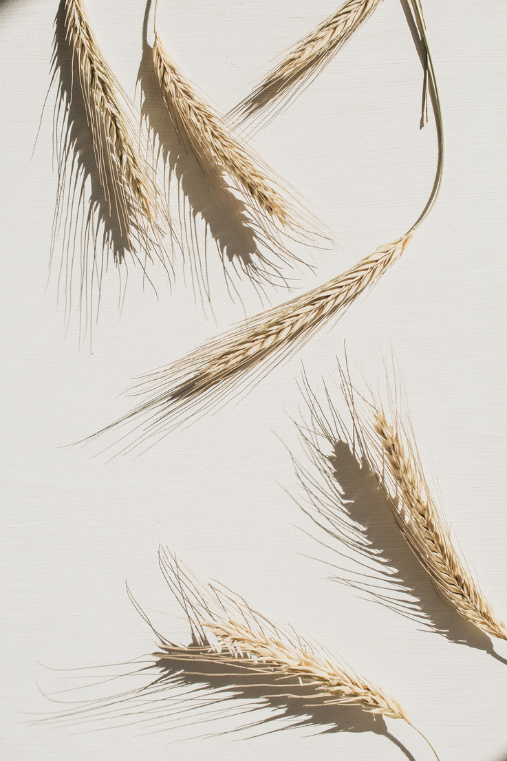 Dried Wheat on White Background