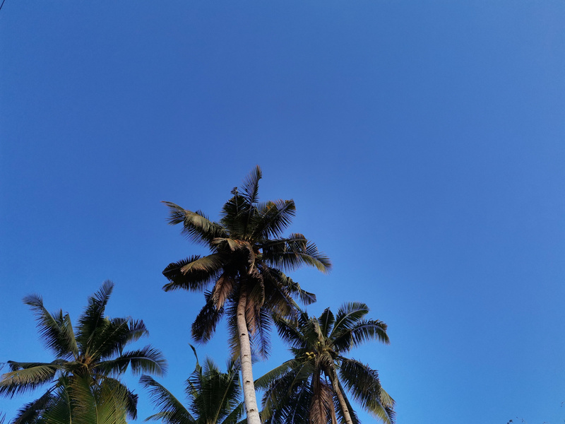 Coconut tree