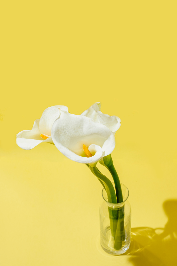 Calla Lilies in Clear Glass on Yellow Background