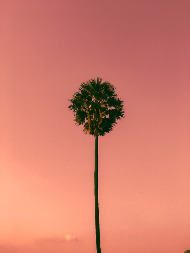 The pastel sky