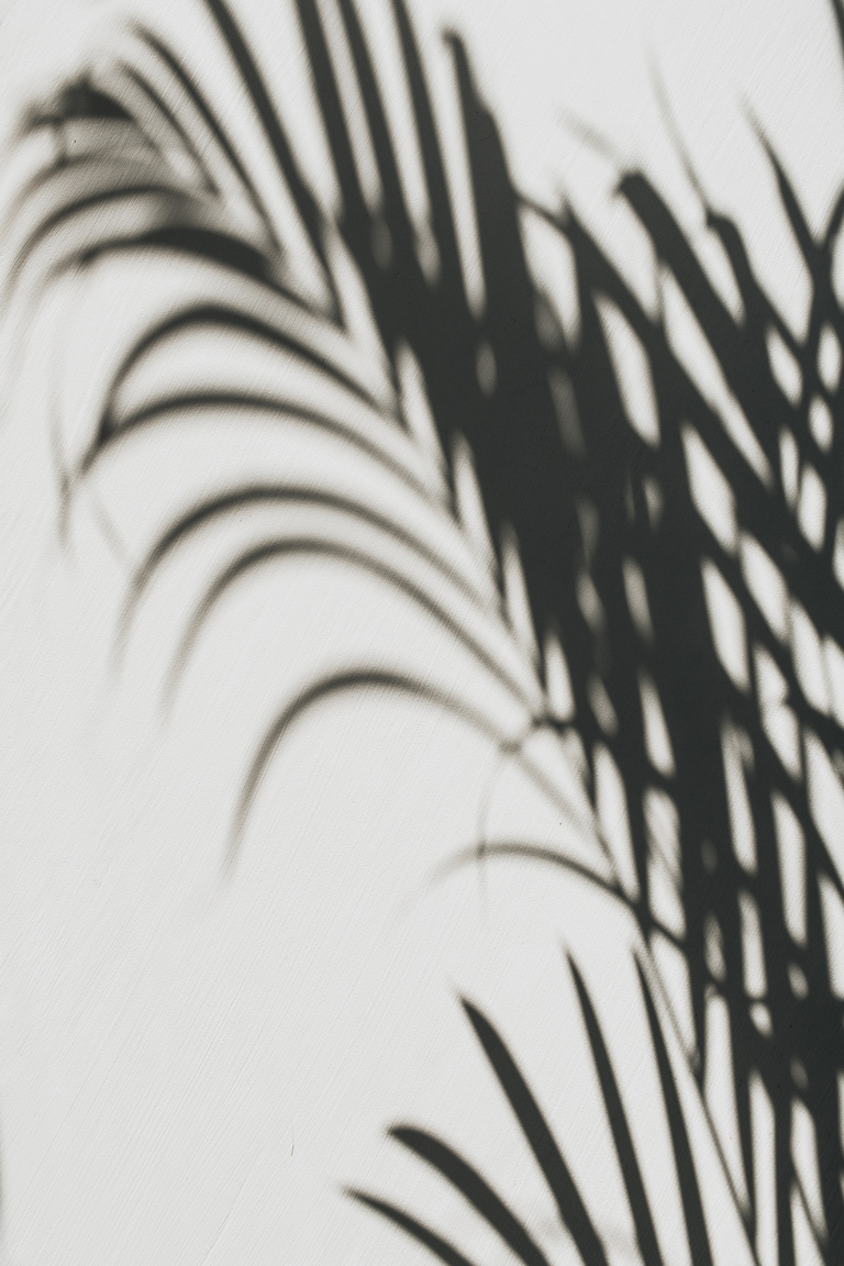 Houseplant Leaves Shadow on White Background
