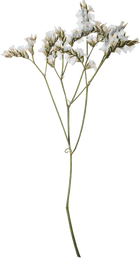 Hand Pressed Flora