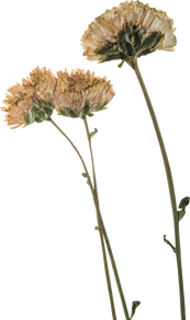 Hand Pressed Flora